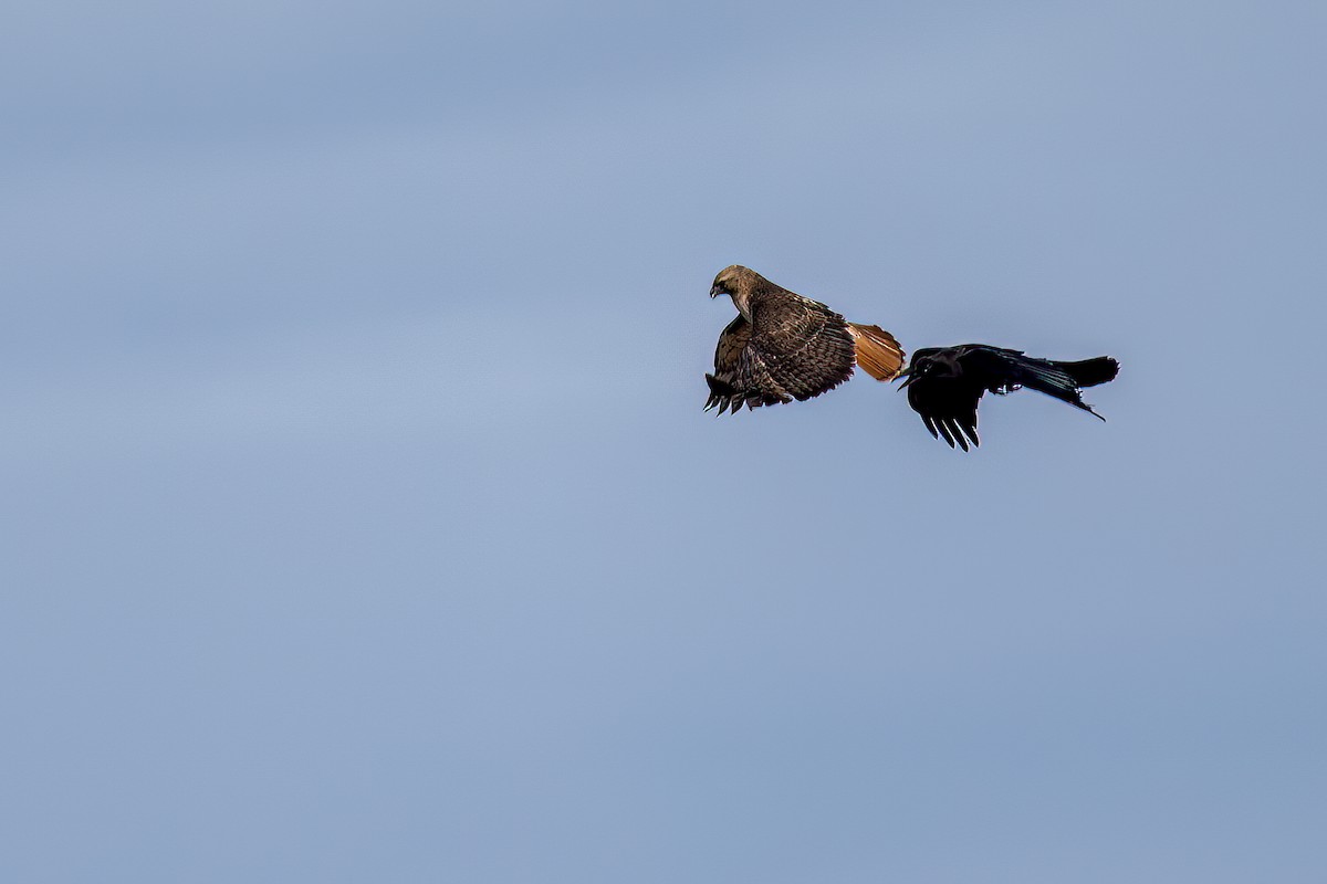 Red-tailed Hawk - ML551946431