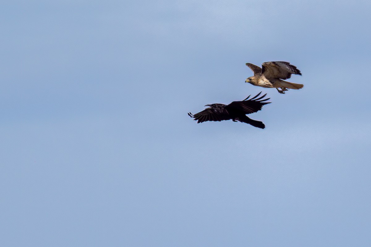 Common Raven - Cynthia Carlson