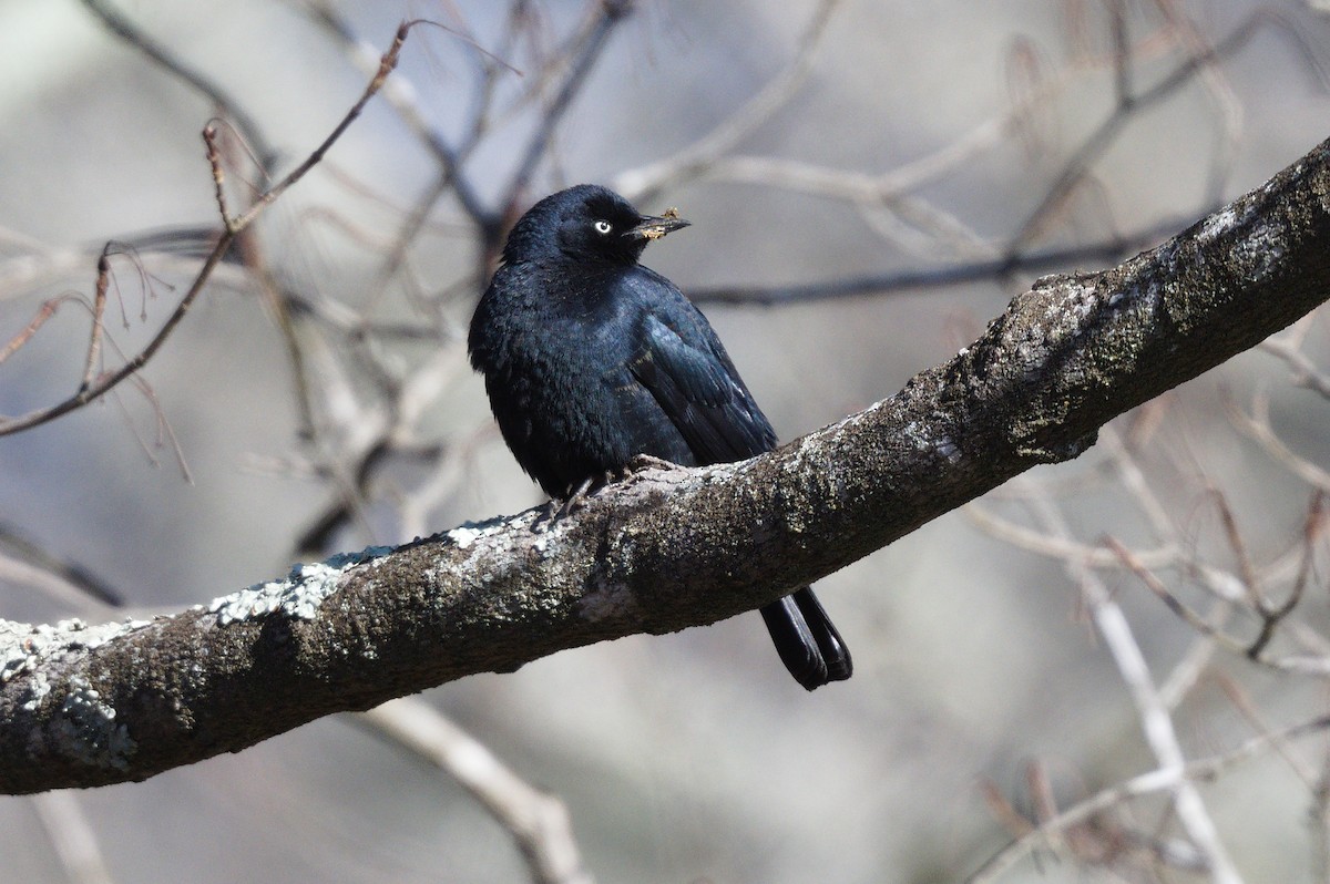 Rusty Blackbird - ML551947851