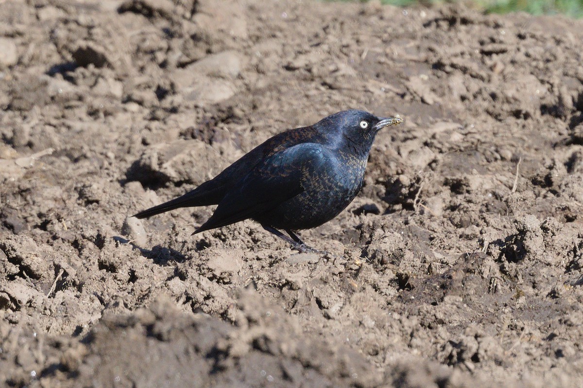 Rusty Blackbird - ML551947881