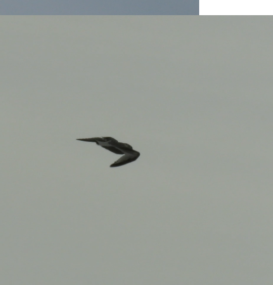 Black-legged Kittiwake - Nuno Gonçalves