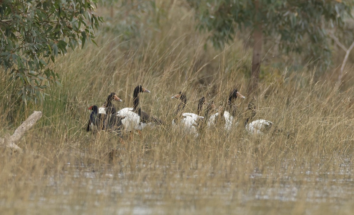 Magpie Goose - ML551948701