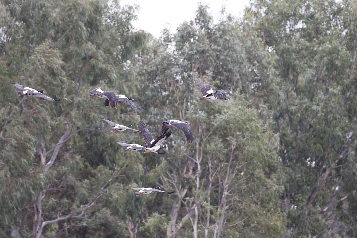 Magpie Goose - ML551948711