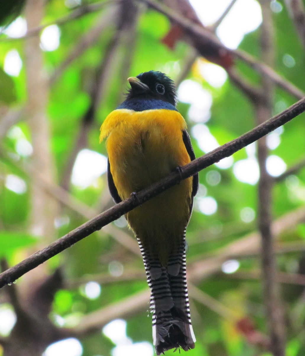 Northern Black-throated Trogon - ML551951361