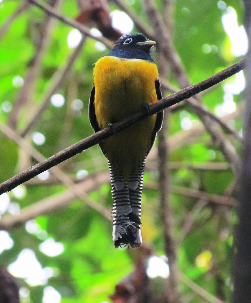 Northern Black-throated Trogon - ML551951481