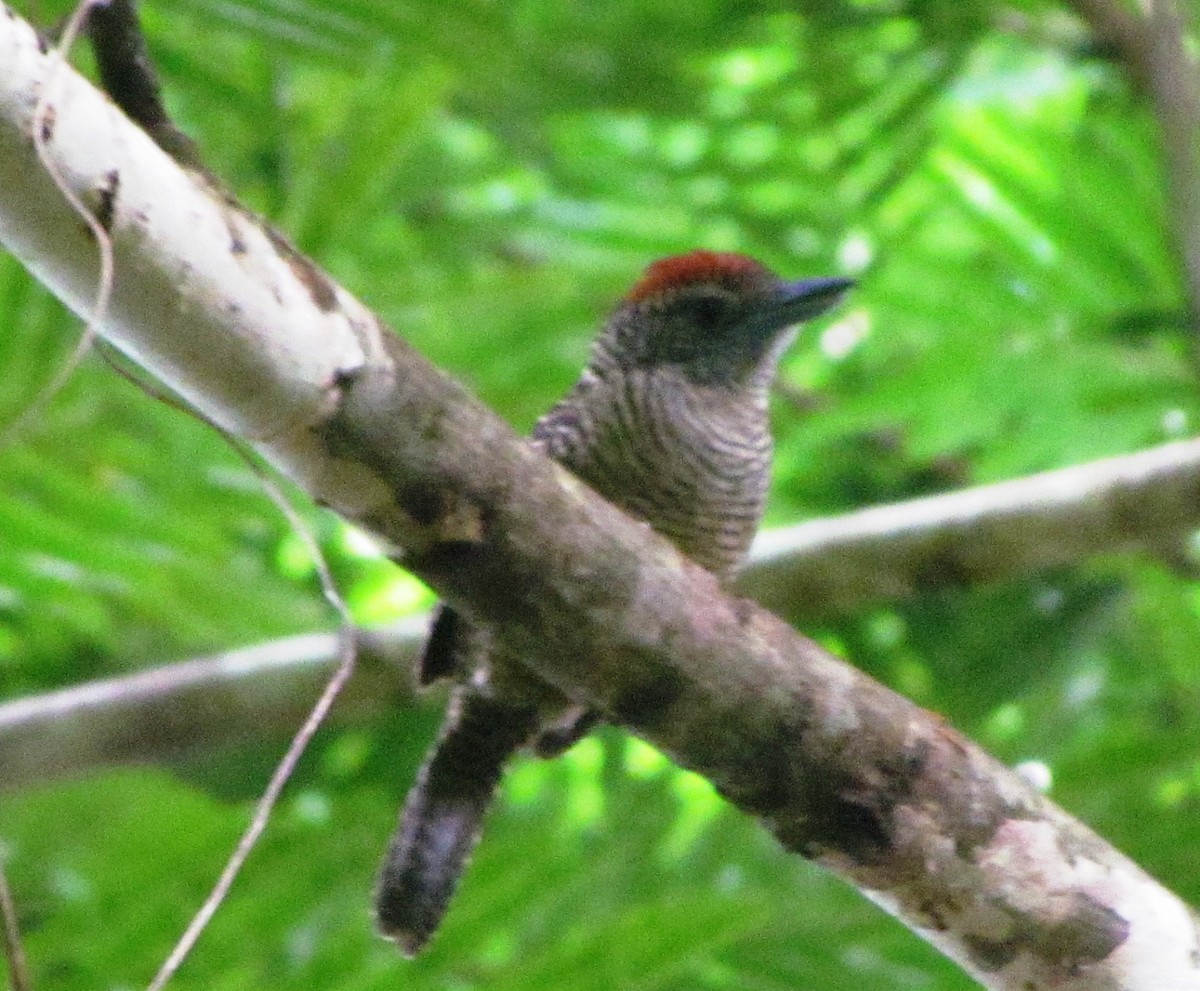 Fasciated Antshrike - ML551951601