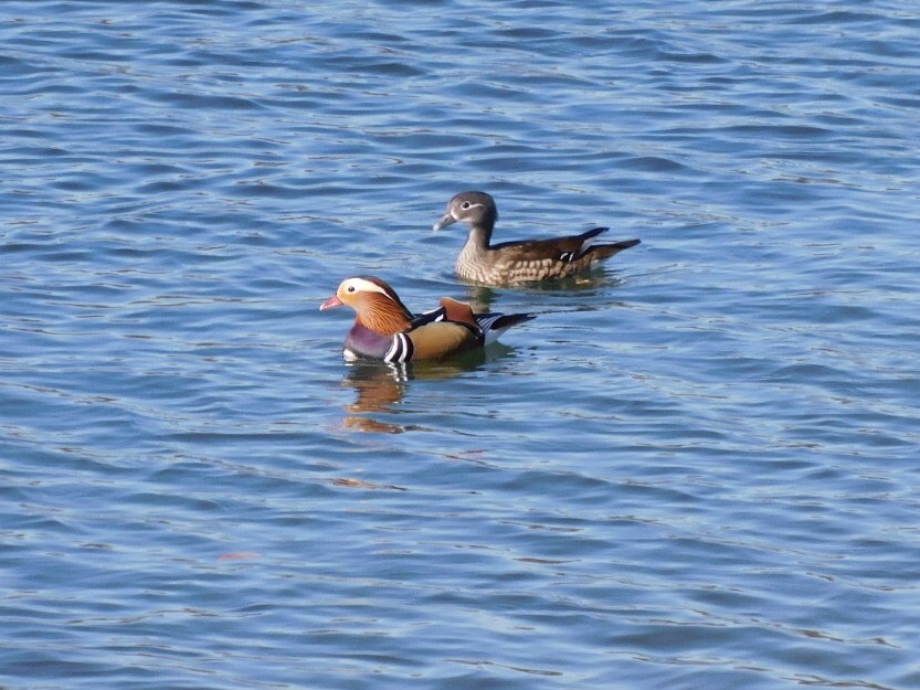 Mandarin Duck - ML551952251