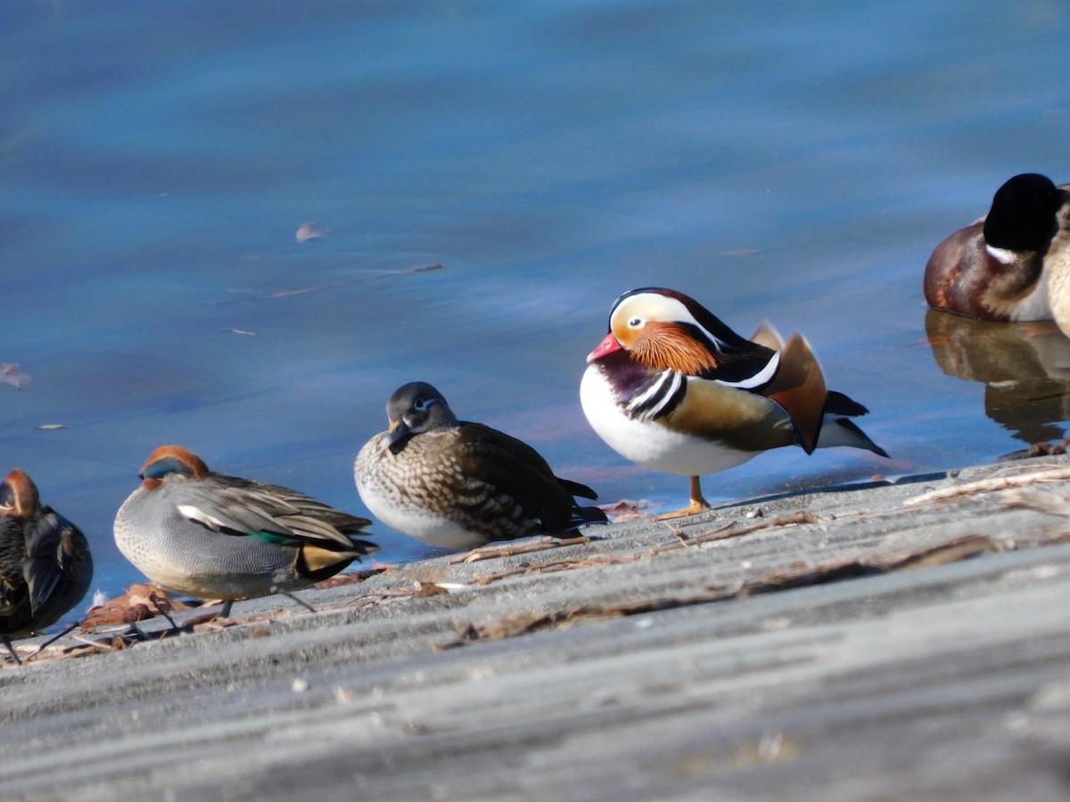 Mandarin Duck - ML551952291