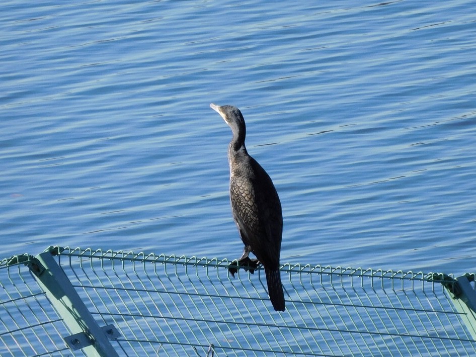 Great Cormorant - ML551952881