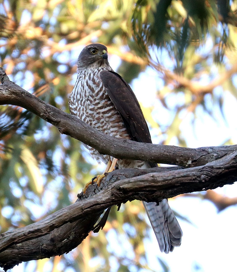 Collared Sparrowhawk - ML551955291