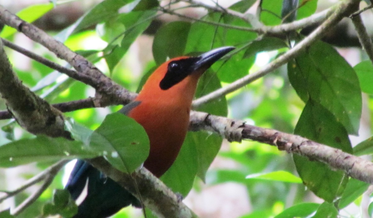 Rufous Motmot - ML551956321