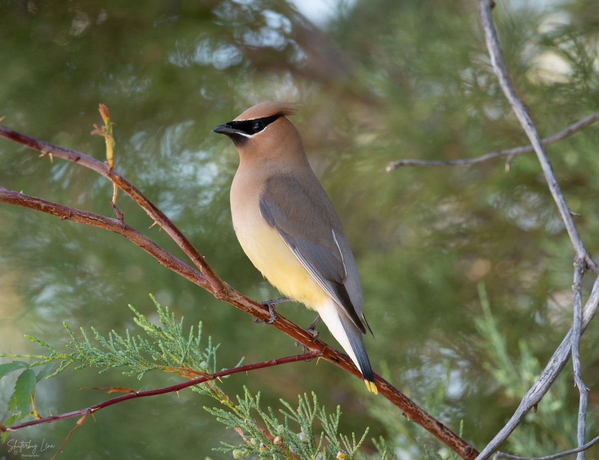 Cedar Waxwing - ML551956421