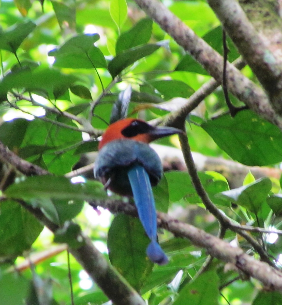 Rufous Motmot - ML551956471