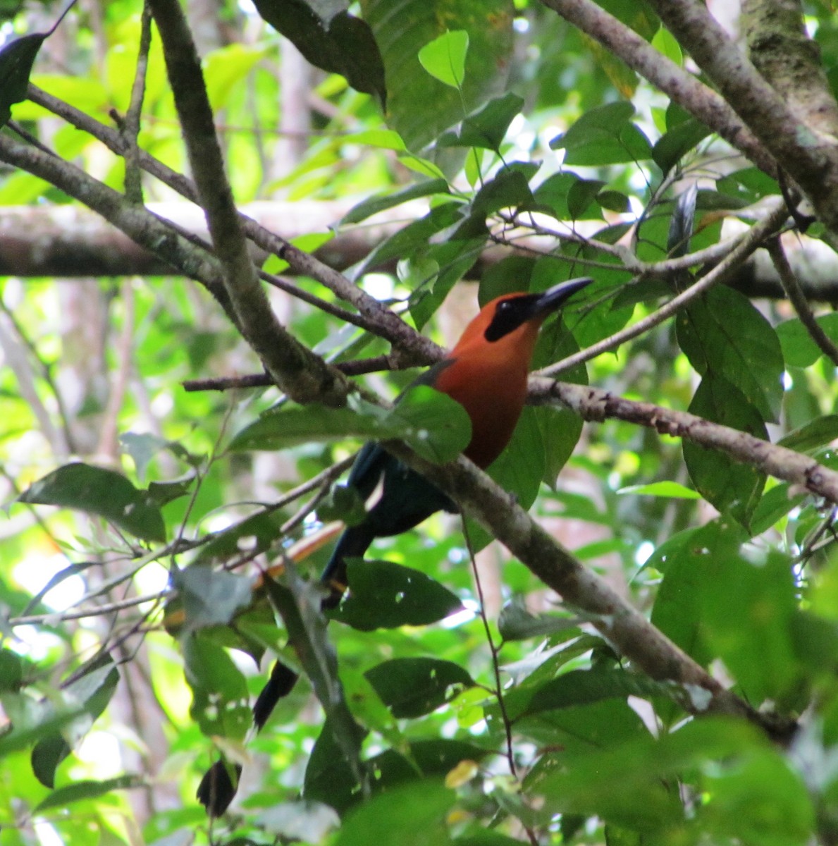 Rufous Motmot - ML551956711