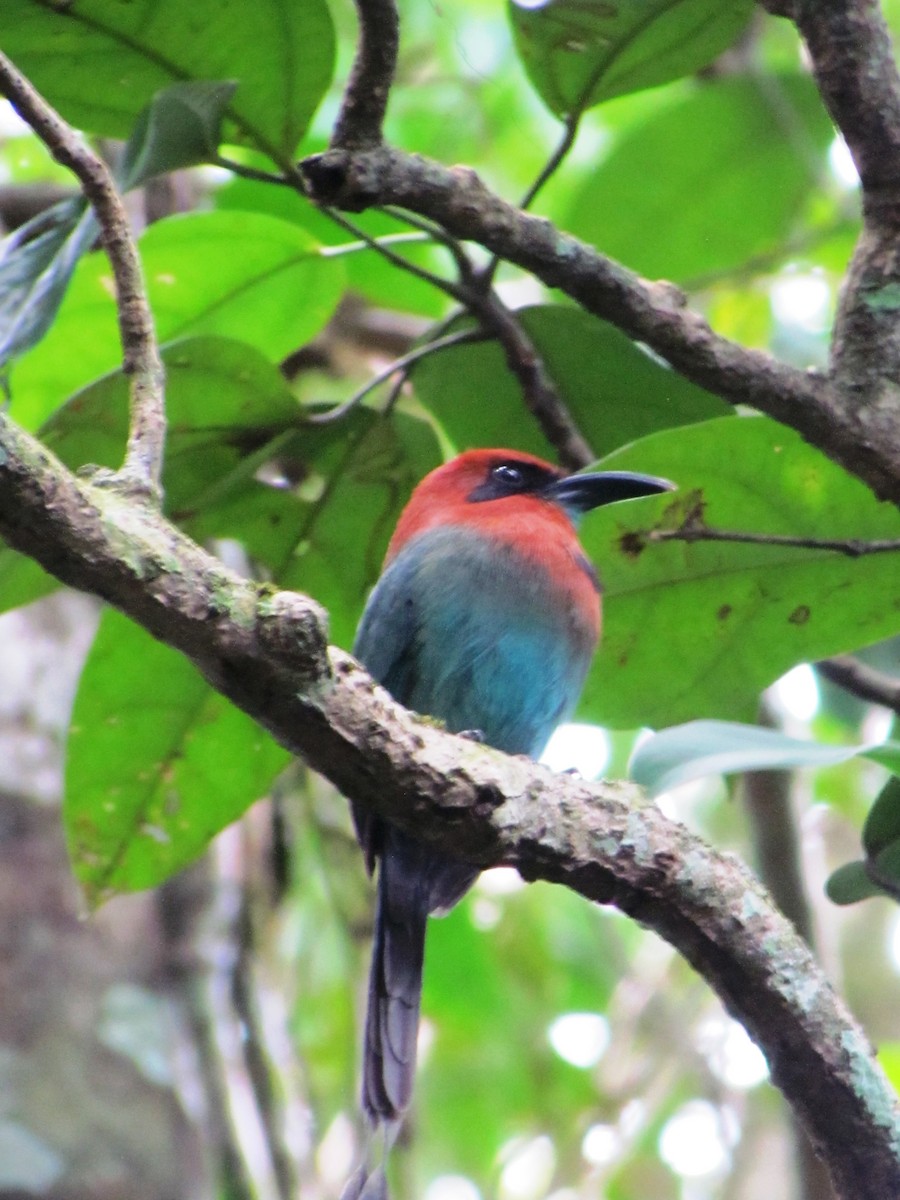 Motmot à bec large - ML551957221