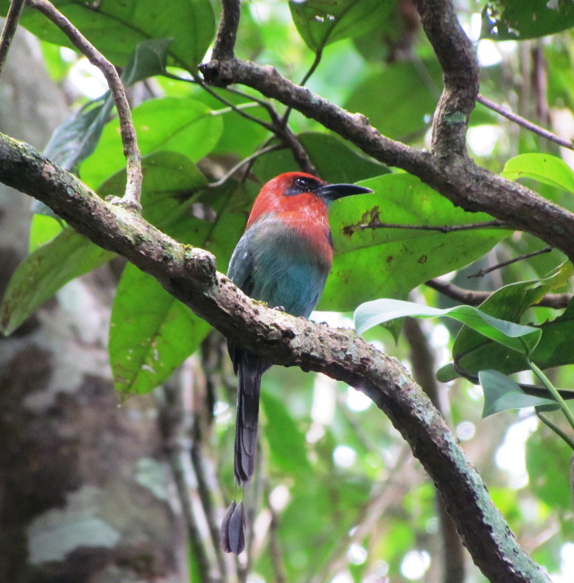 Motmot à bec large - ML551957491