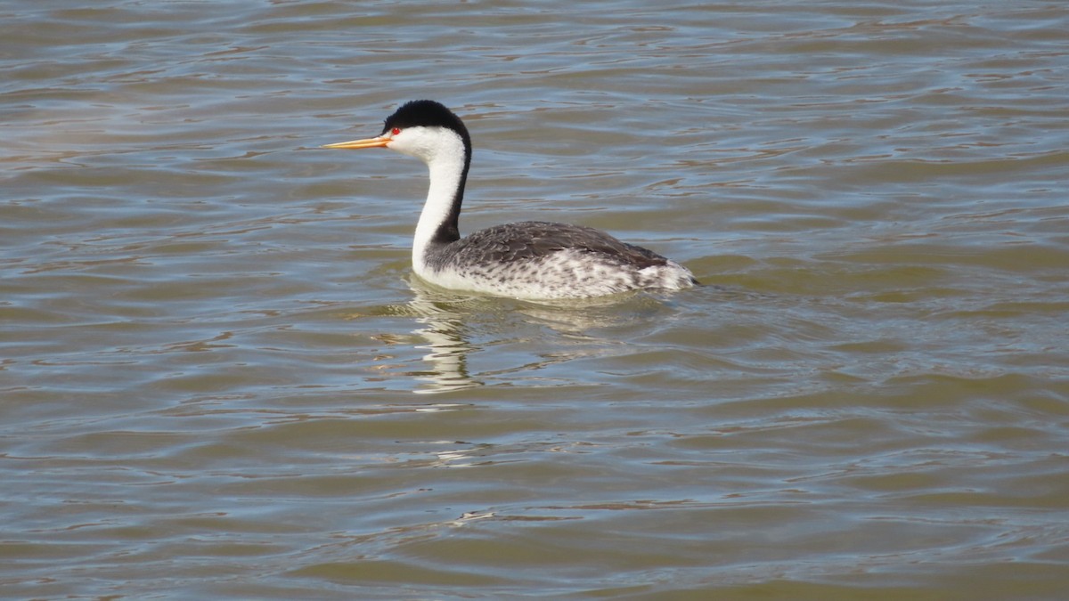 Clark's Grebe - ML551957891