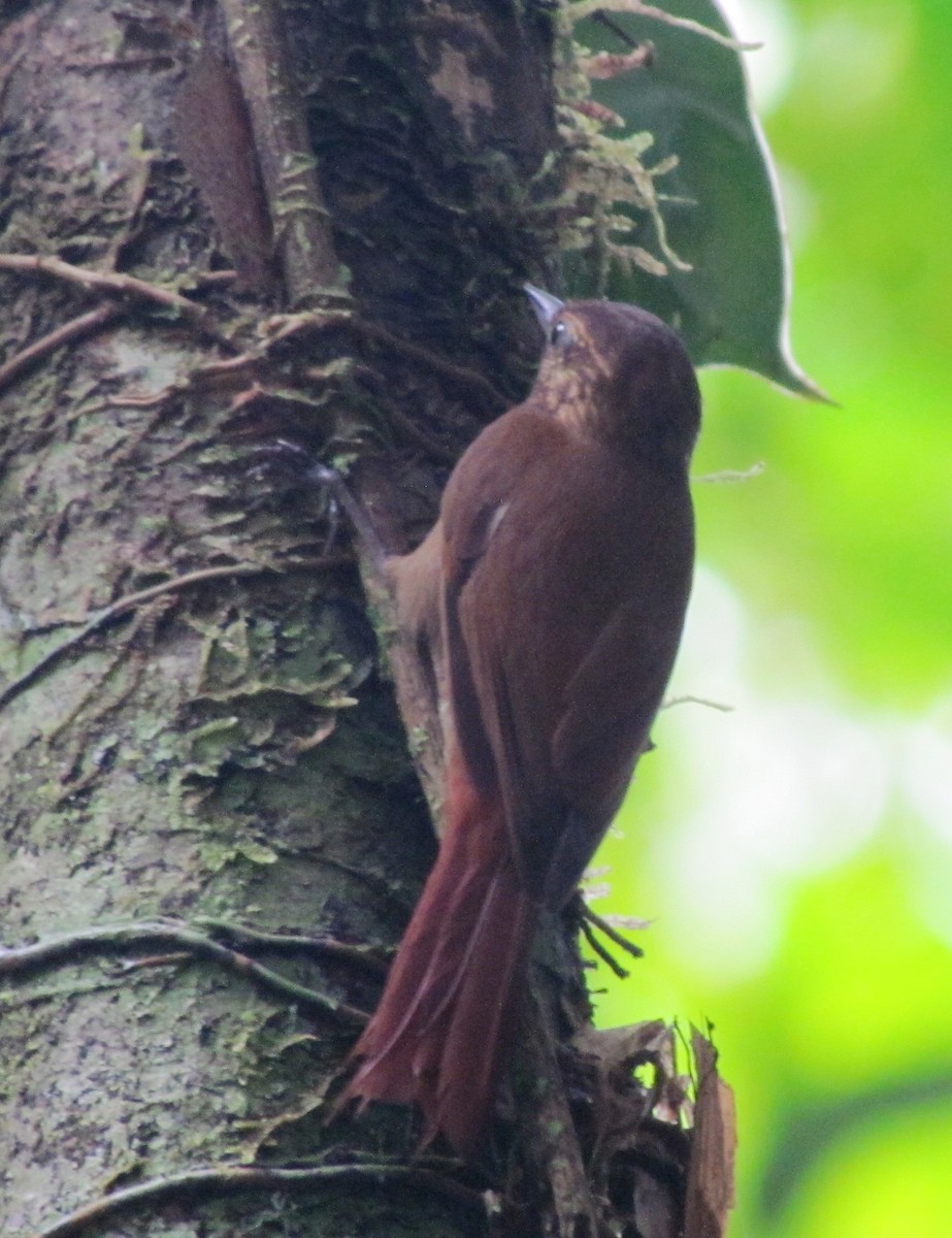 Wedge-billed Woodcreeper - Chico Muñoz