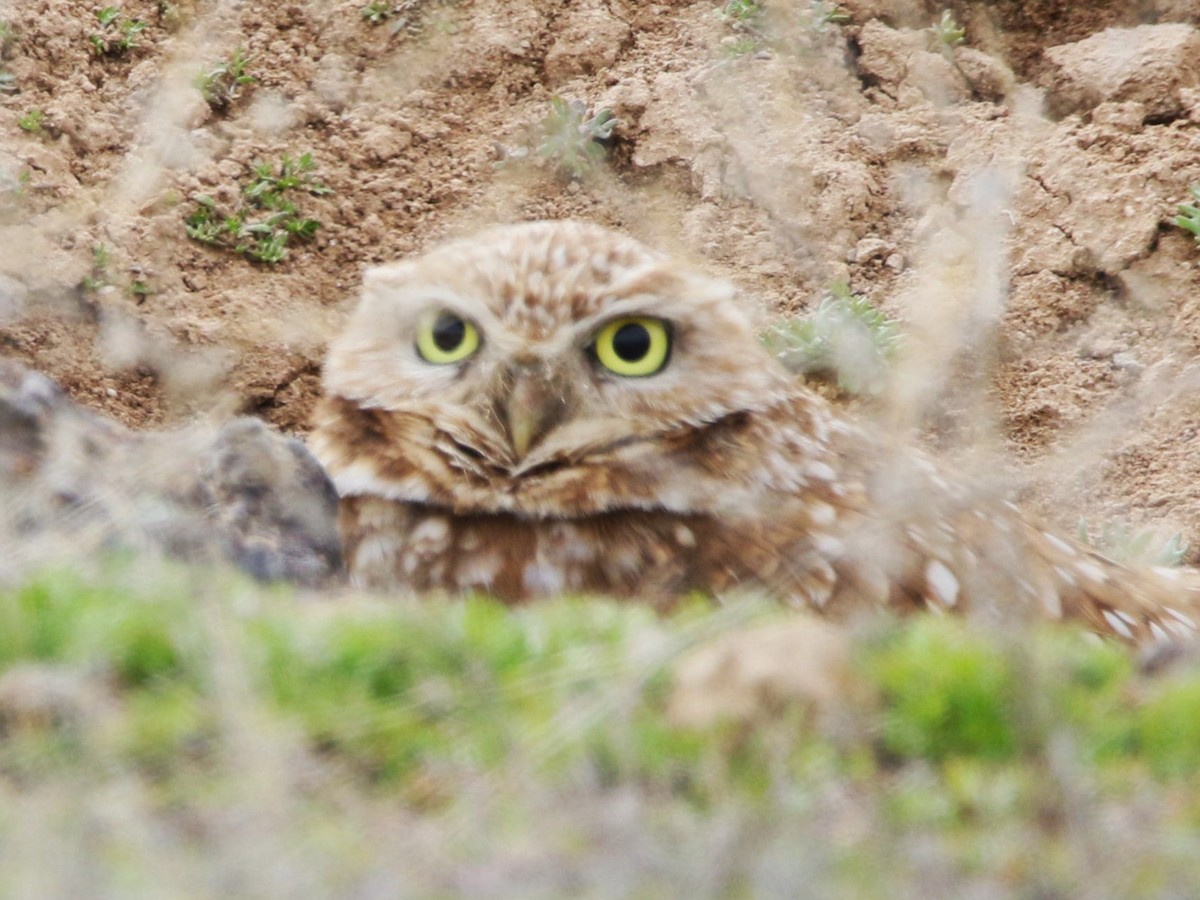 Burrowing Owl - ML551958021