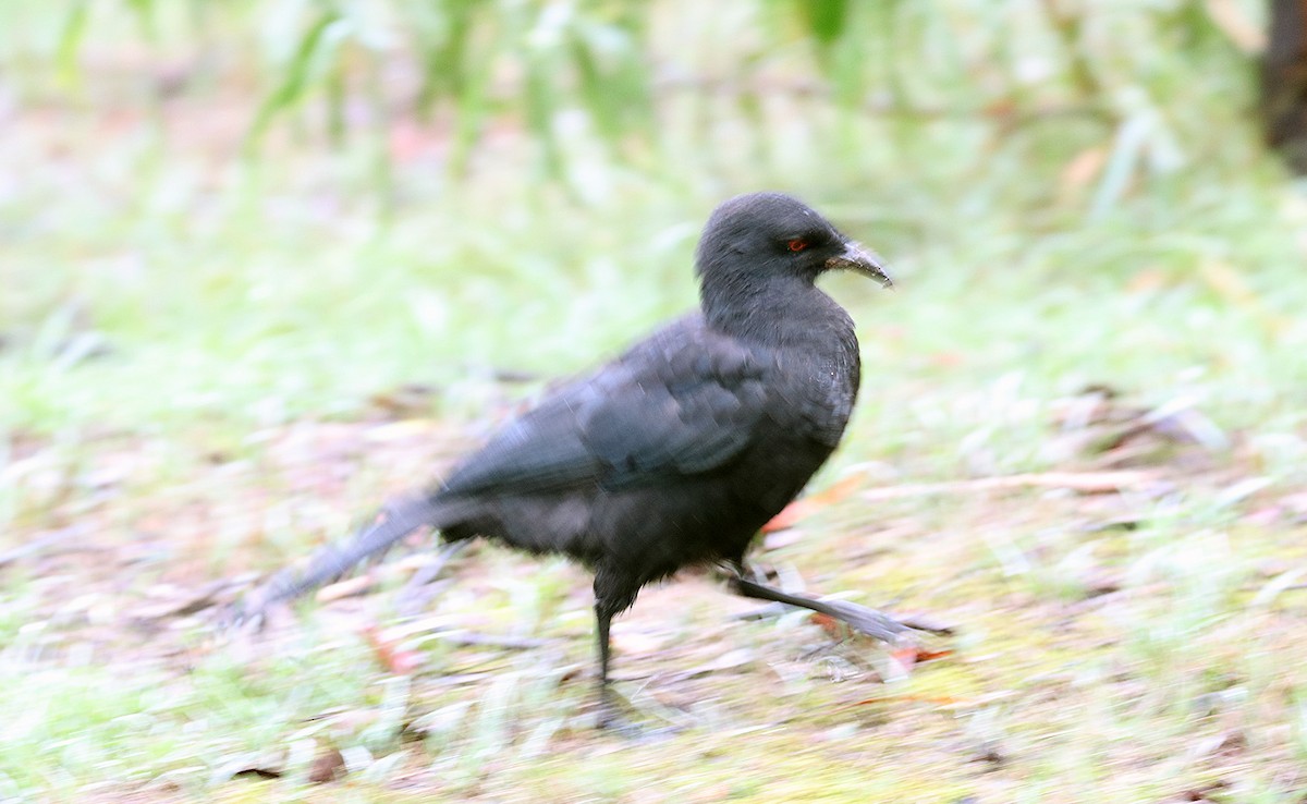 White-winged Chough - ML551959701