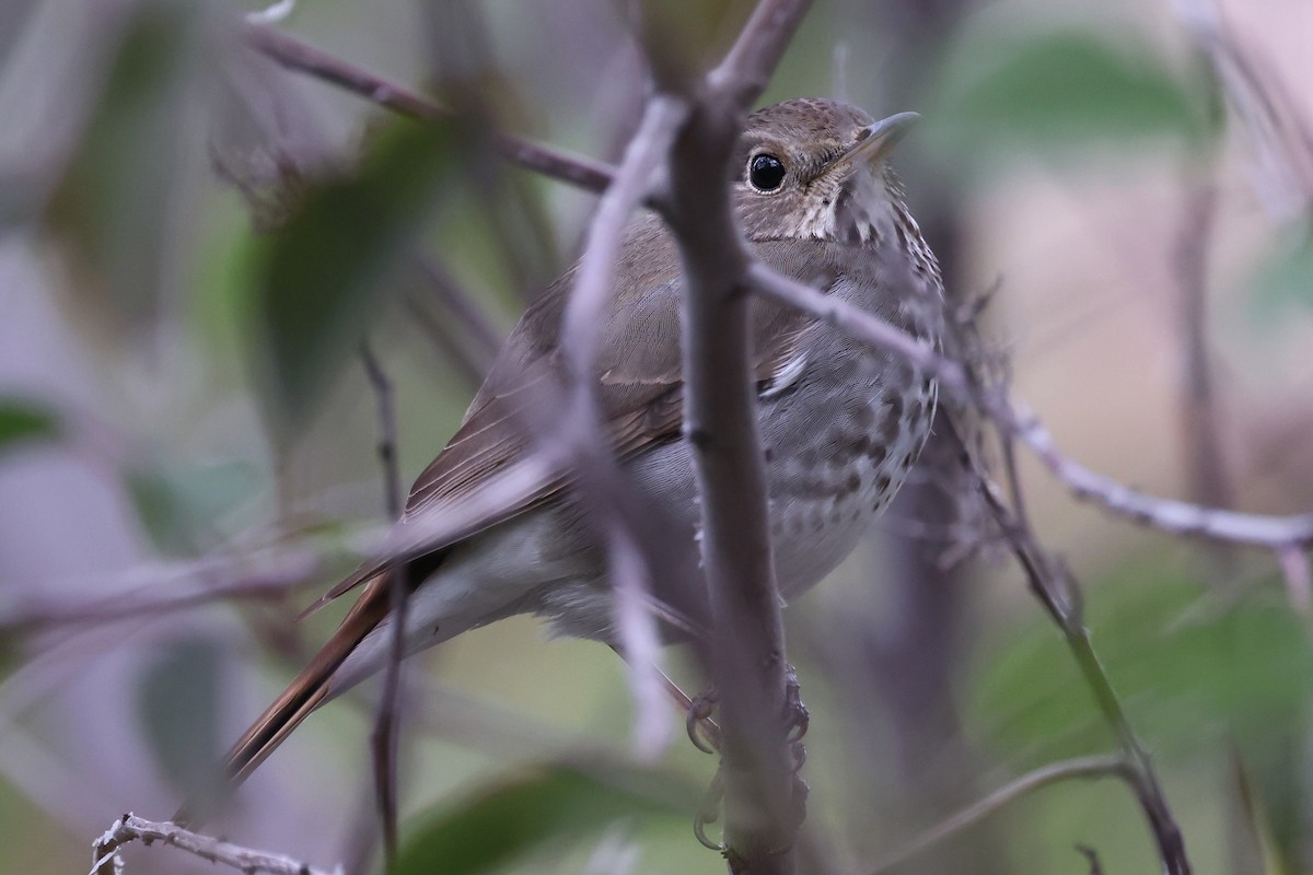 Hermit Thrush - ML551959751