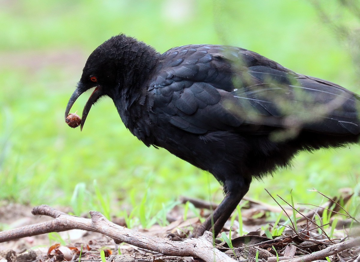White-winged Chough - ML551960661
