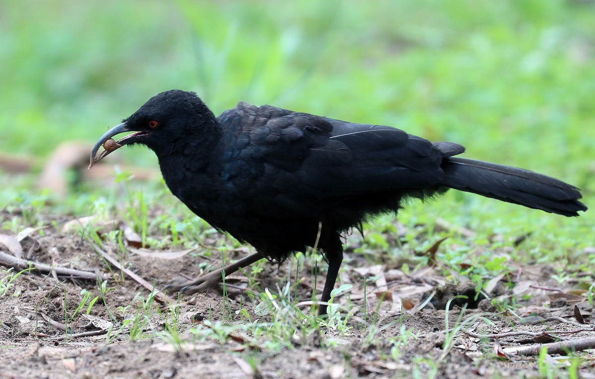 White-winged Chough - ML551960681