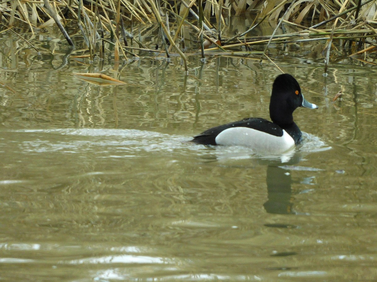 Ring-necked Duck - ML551960851