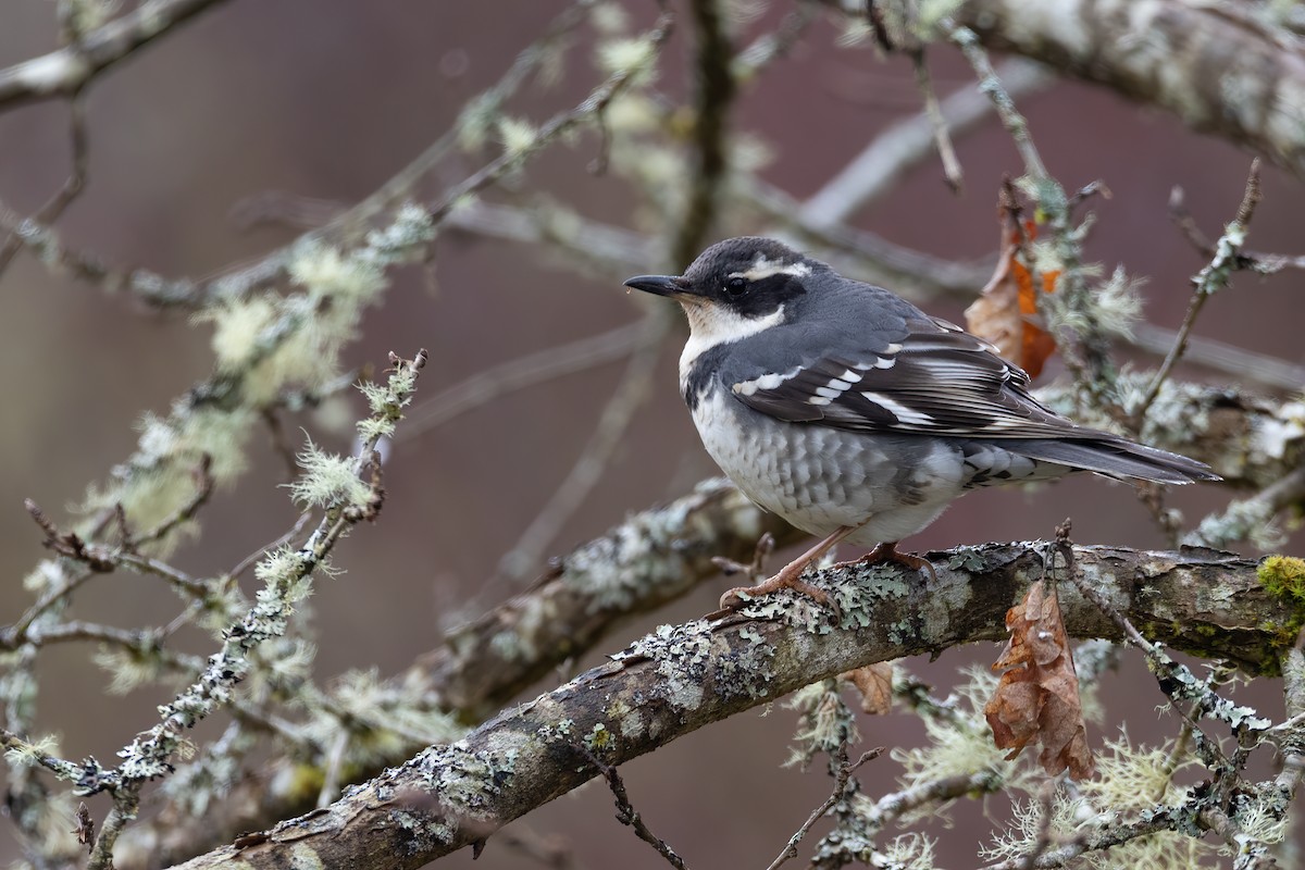 Varied Thrush - ML551961841