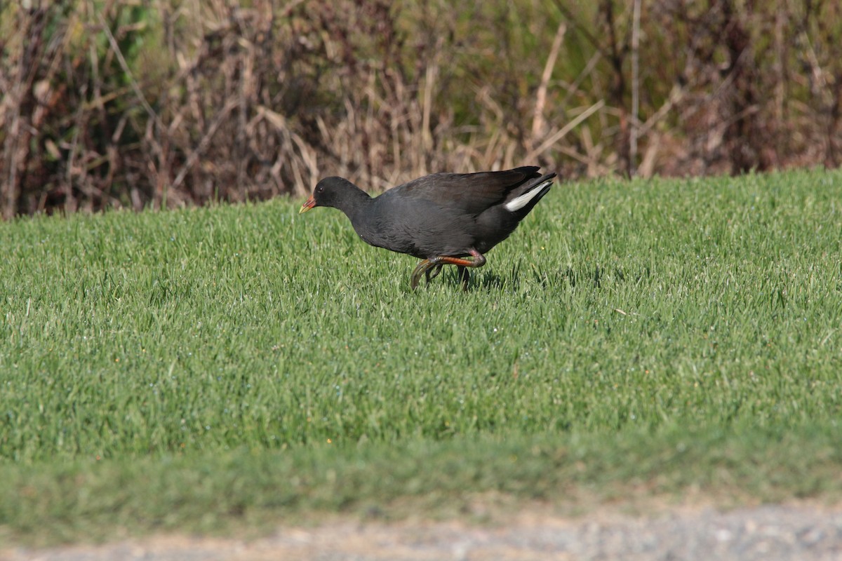 Dusky Moorhen - ML551962391