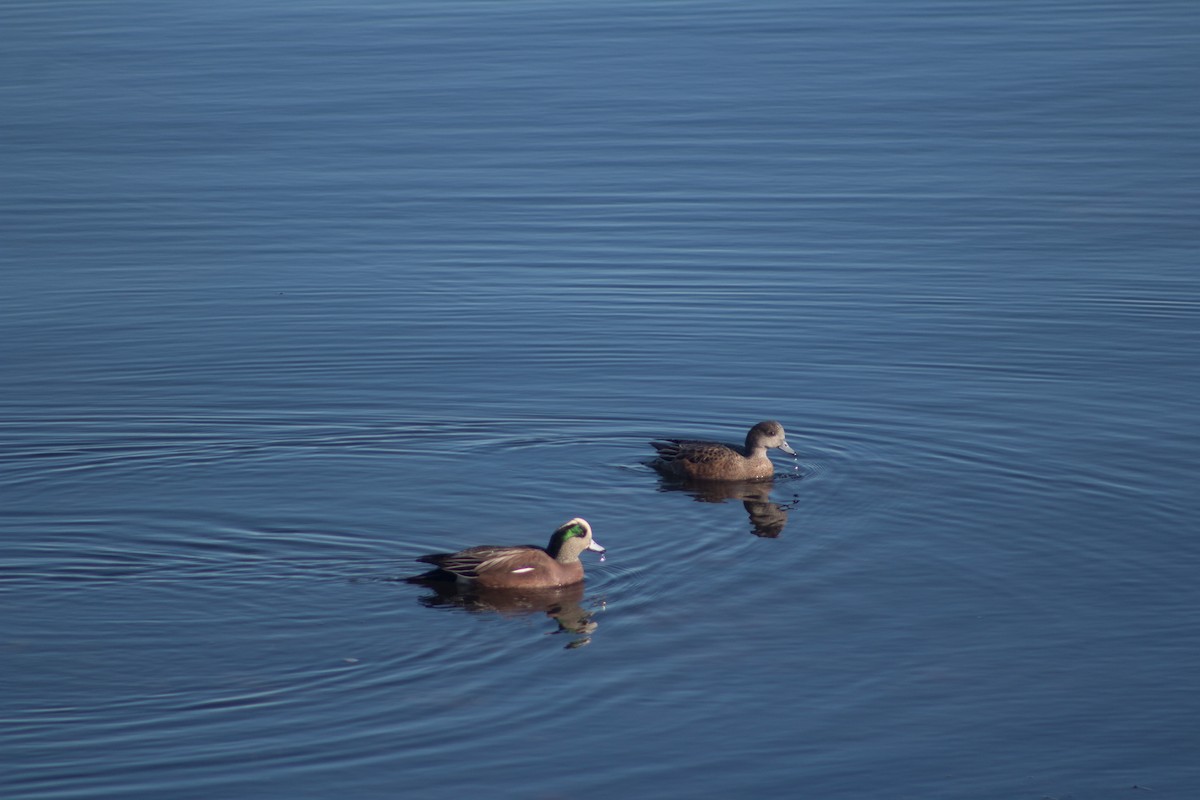 American Wigeon - ML551962481