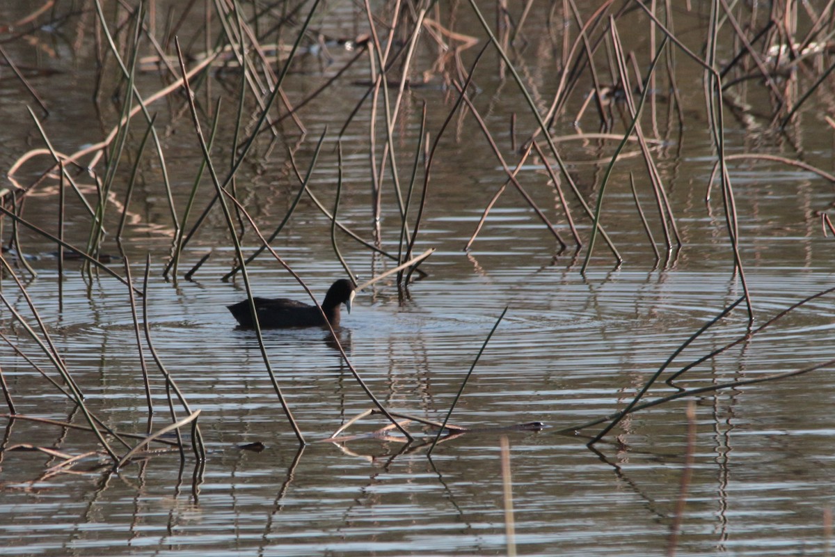 Eurasian Coot - ML551962551