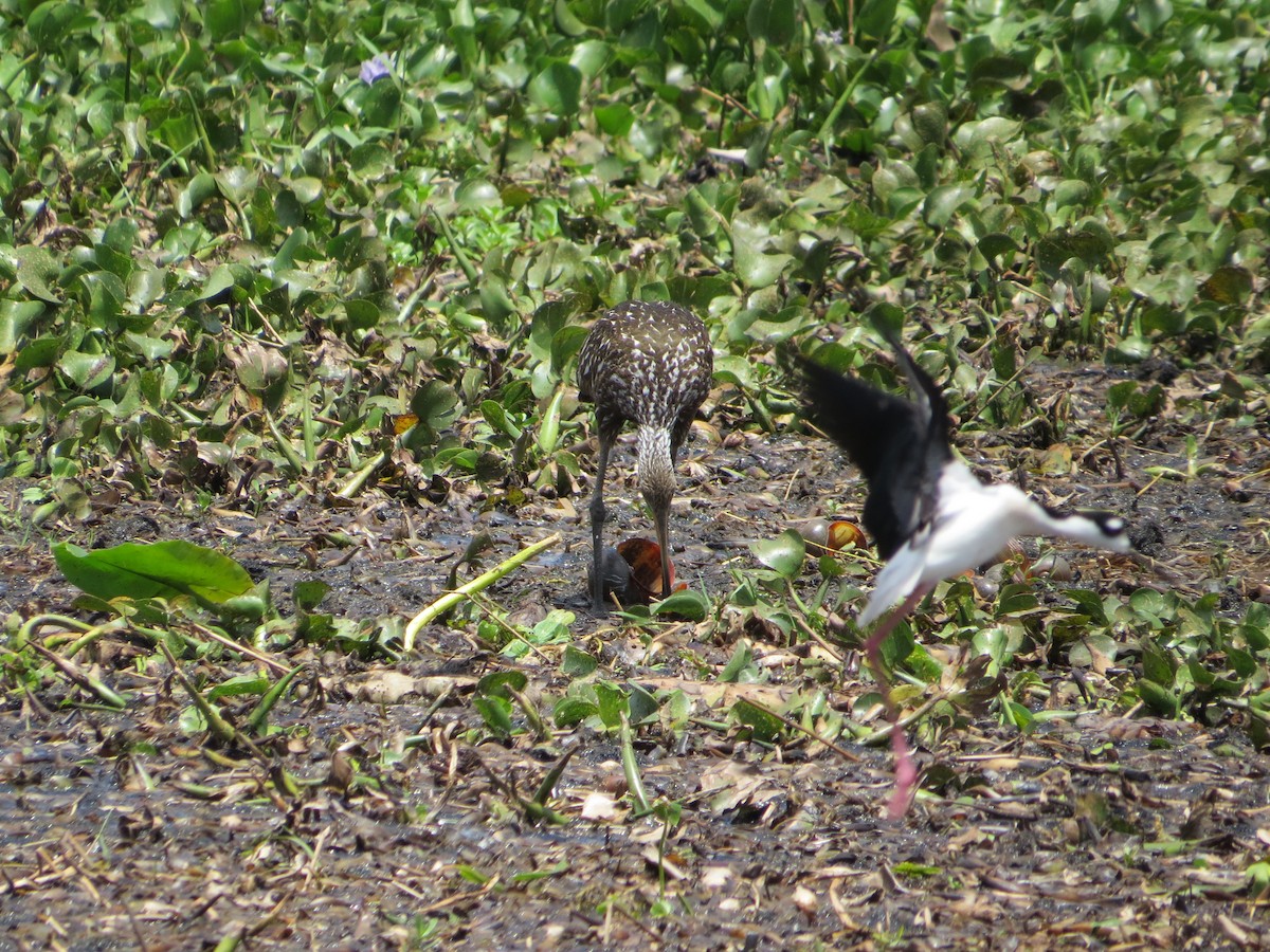 Black-necked Stilt - ML551963421