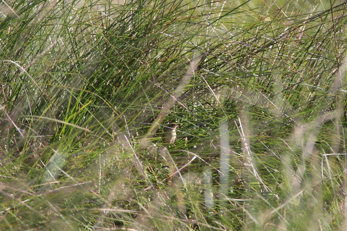 Golden-headed Cisticola - ML551963621