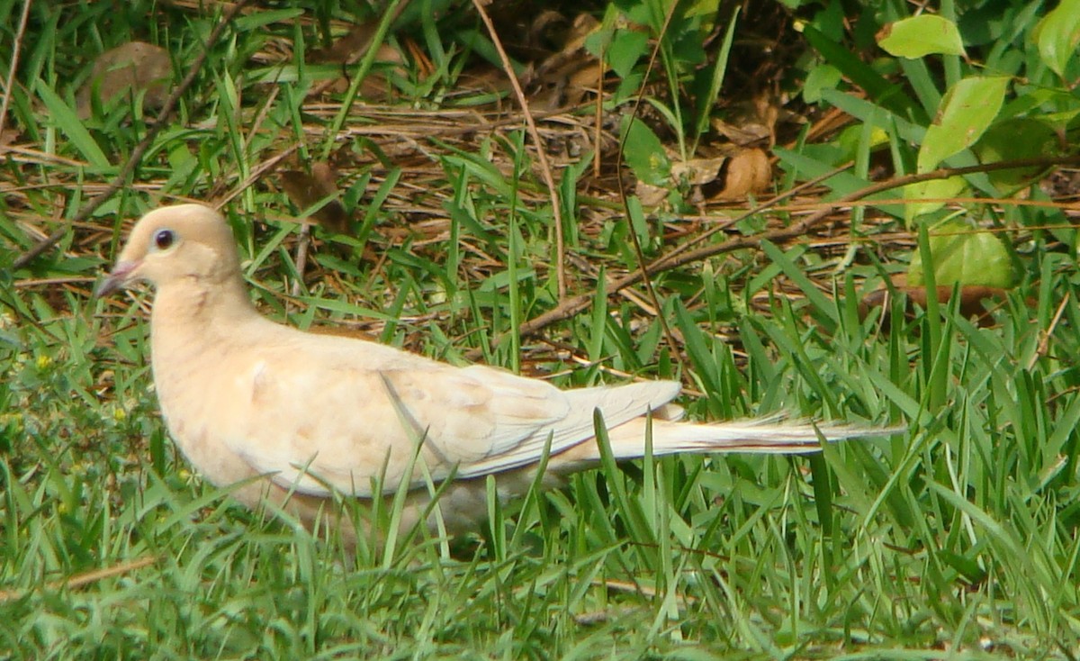 Mourning Dove - ML551963671