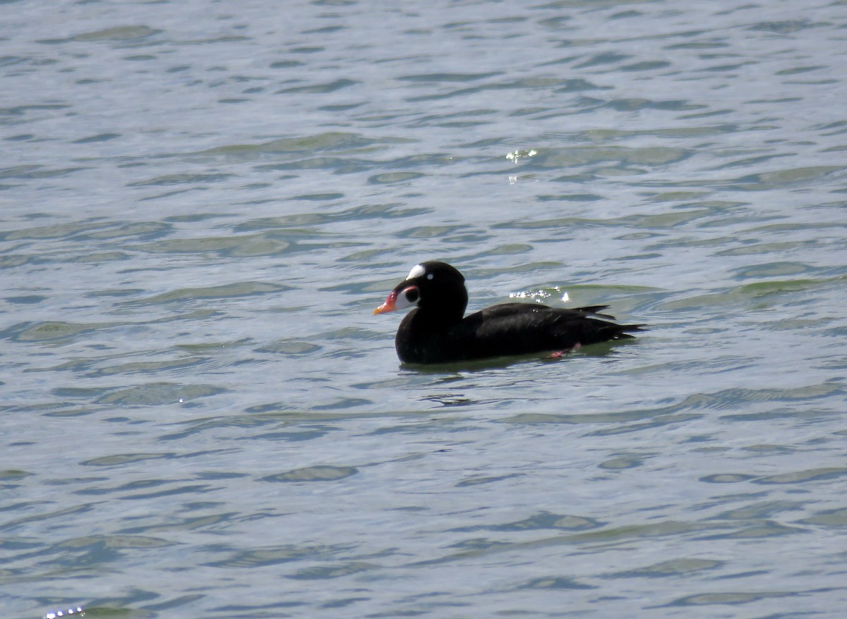 Surf Scoter - Isaac Aronow