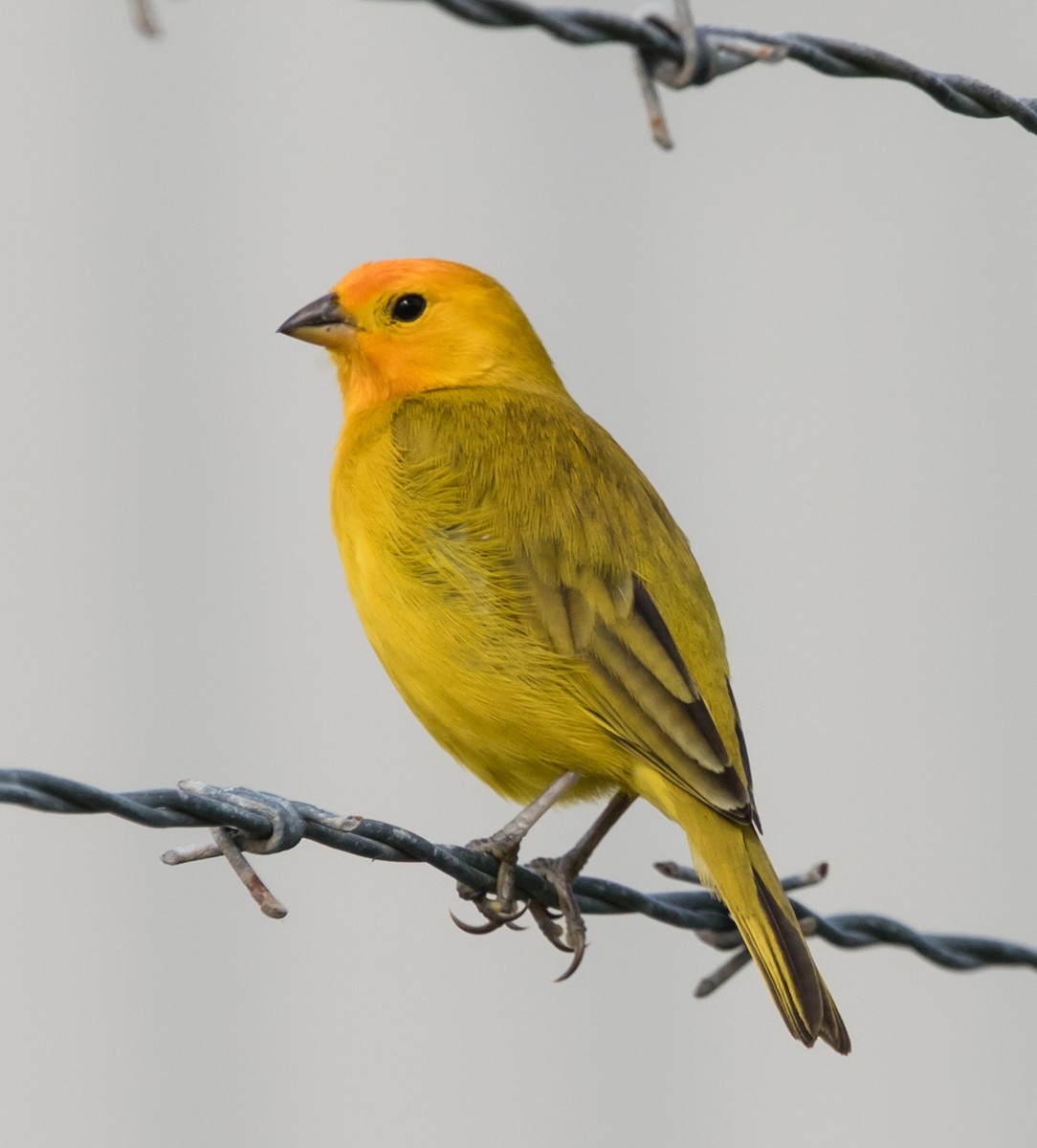 Saffron Finch - jose santiago