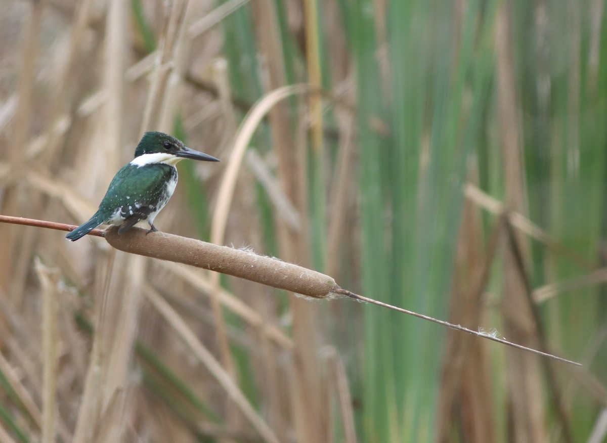 Green Kingfisher - Justin LeClaire
