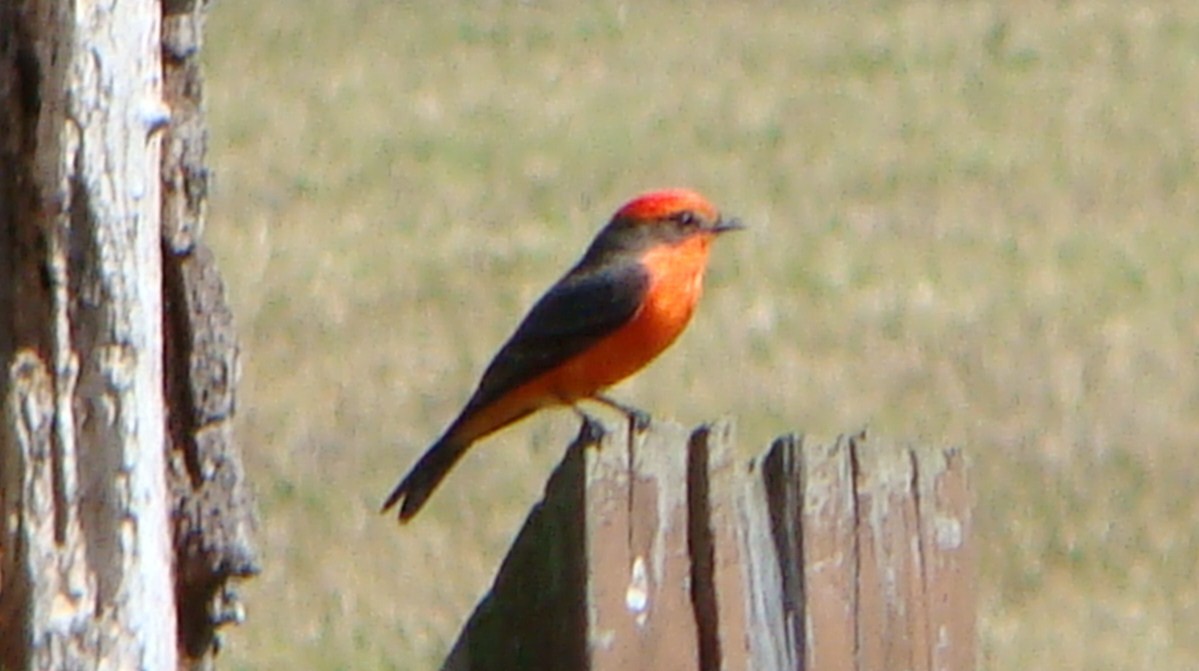 Vermilion Flycatcher - ML551968491