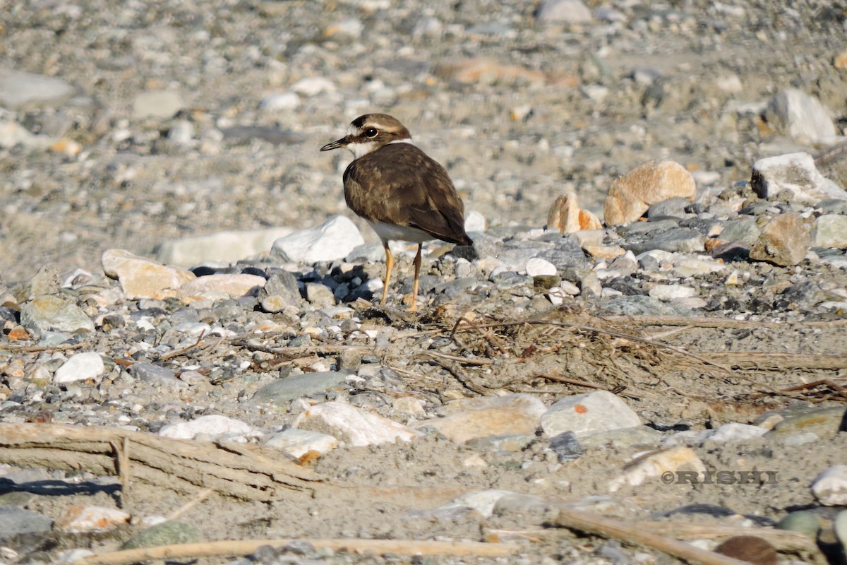 Long-billed Plover - ML551968681