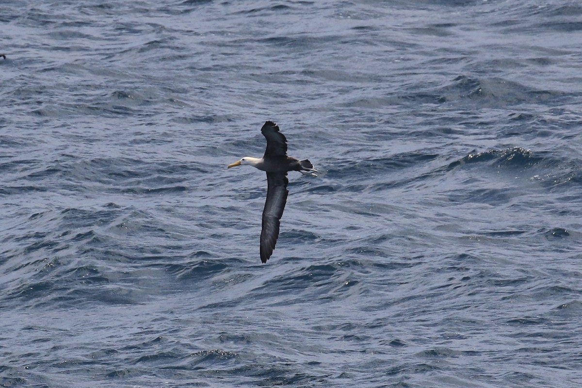 Albatros de Galápagos - ML551969451