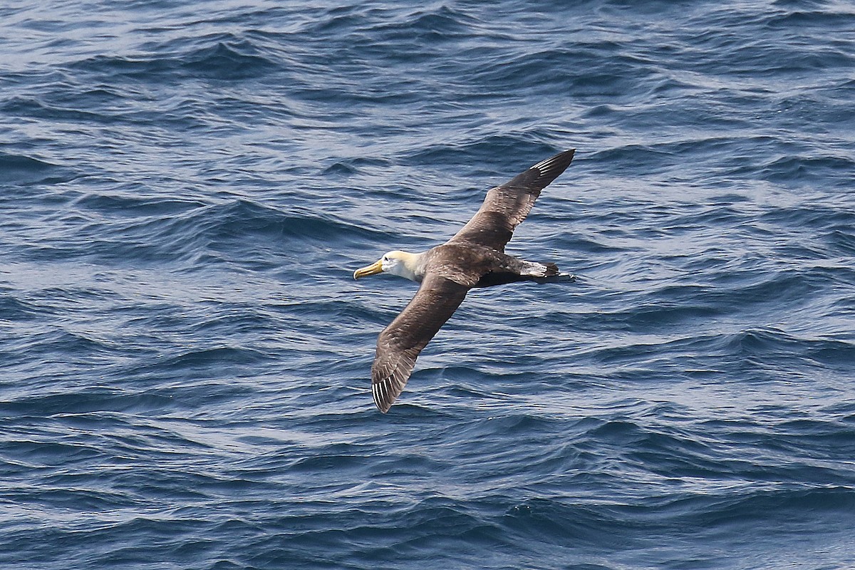 Waved Albatross - Fabrice Schmitt