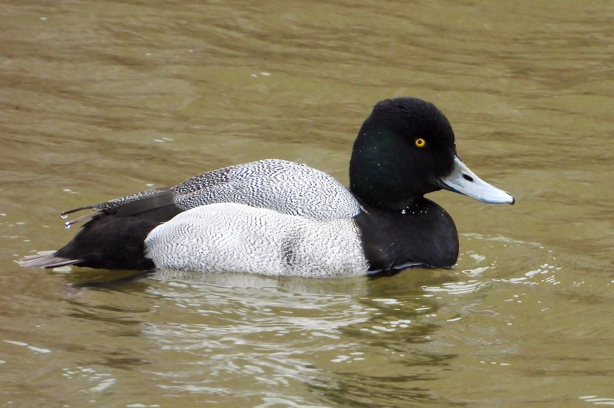 Lesser Scaup - ML551969631