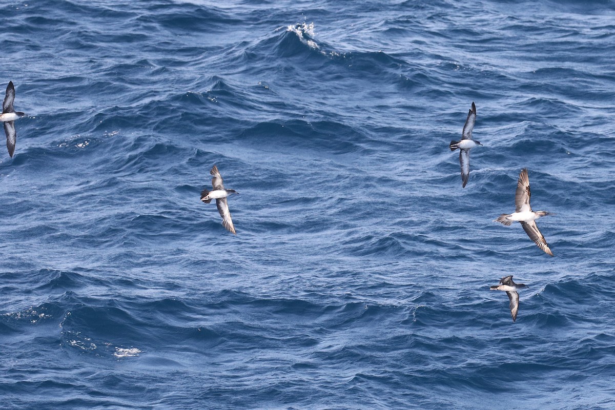 Pink-footed Shearwater - ML551971101