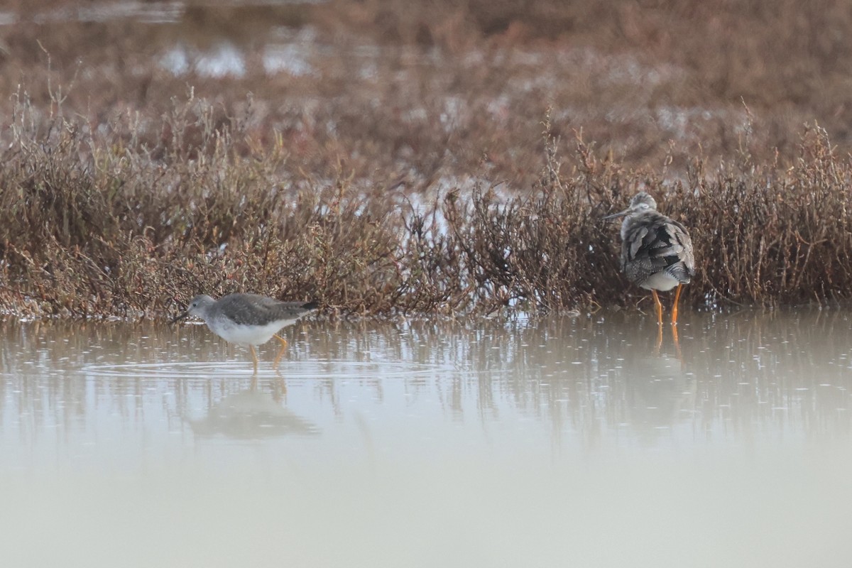 Lesser Yellowlegs - Alistair Skinner