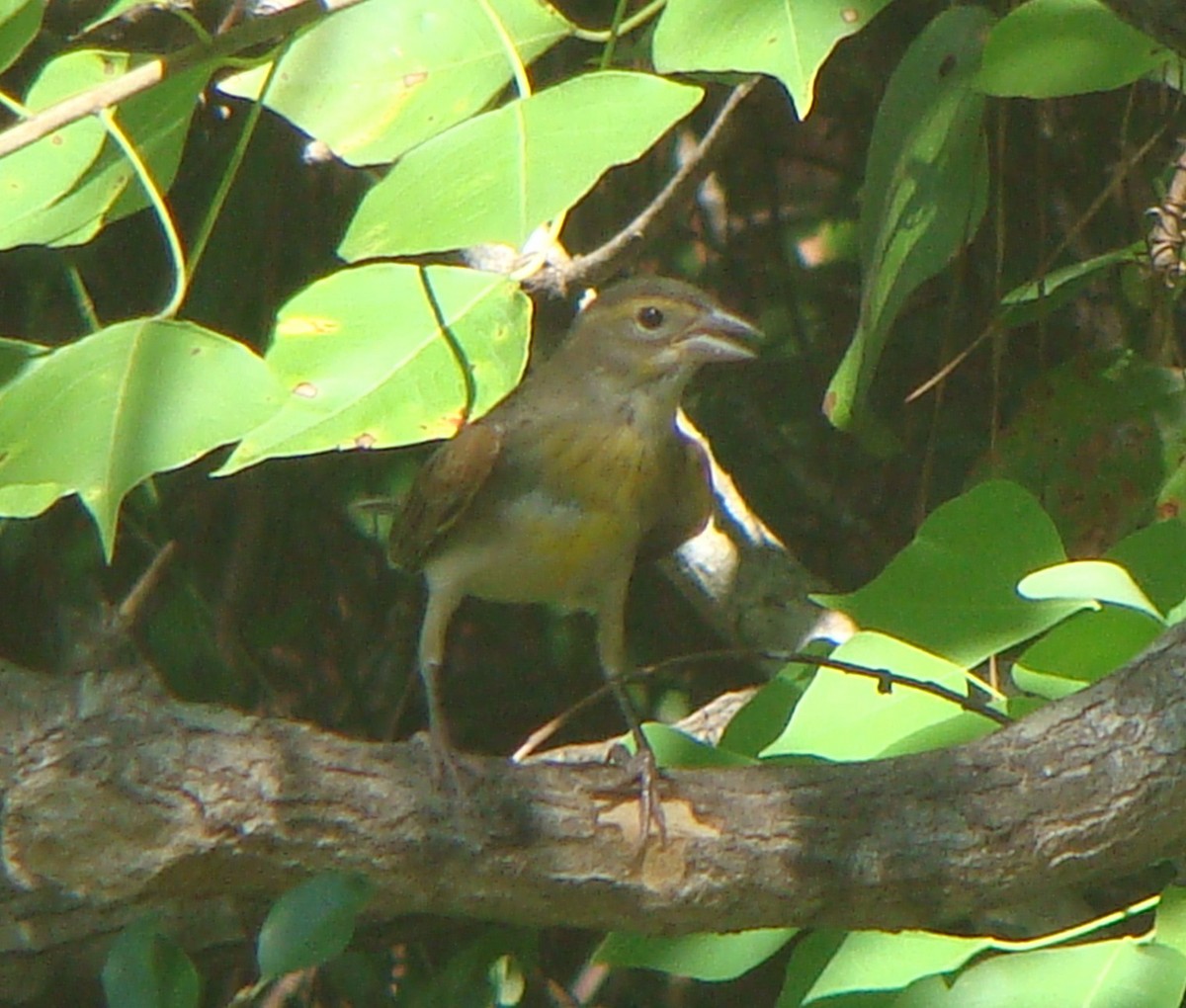 Dickcissel - ML551971961