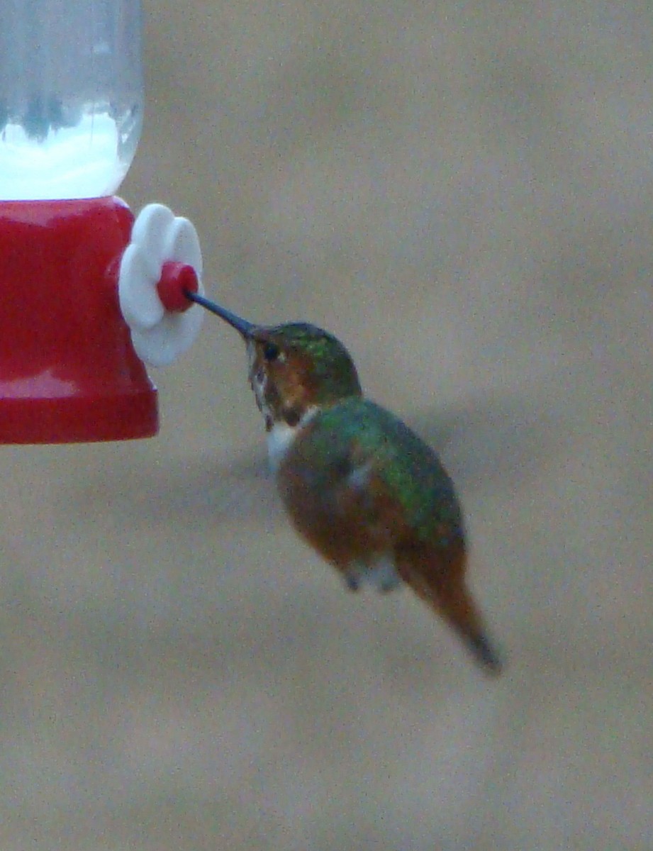 Allen's Hummingbird - ML551972551