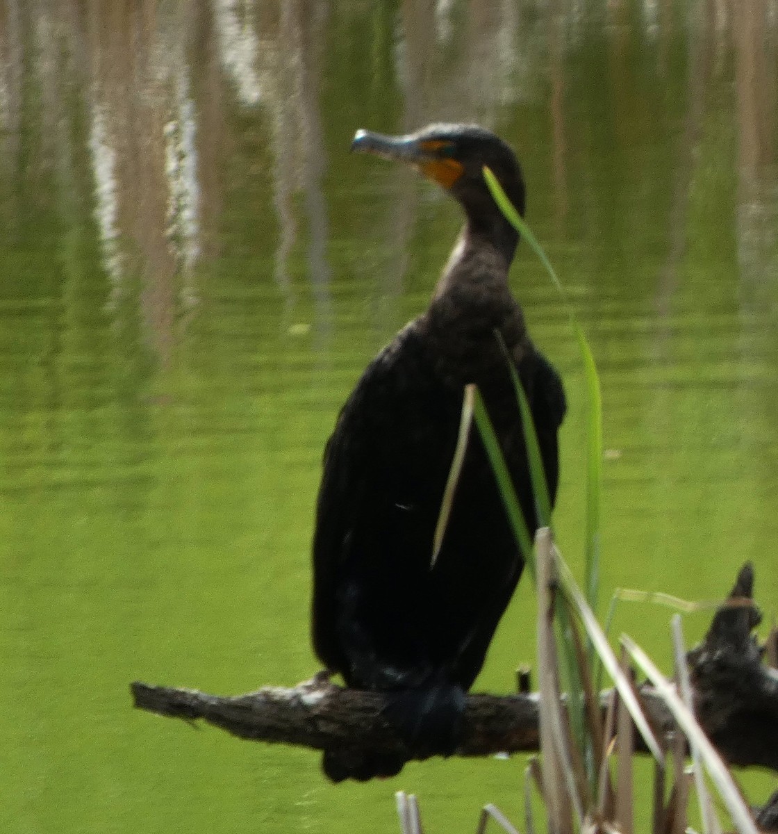 Double-crested Cormorant - Vince Folsom