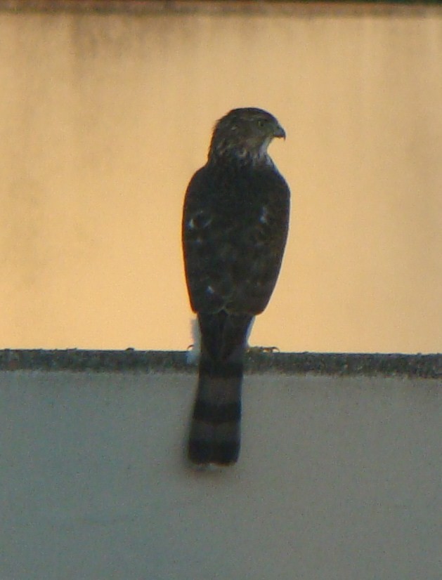 Cooper's Hawk - Tom Trenchard