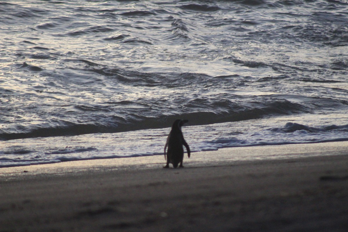 Humboldt Penguin - ML551975881